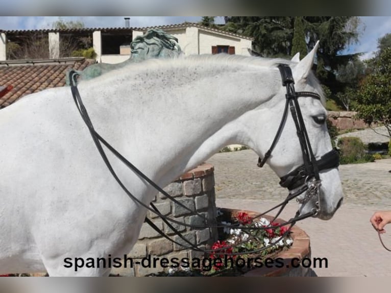 PRE Mix Castrone 11 Anni 168 cm Grigio in Barcelona