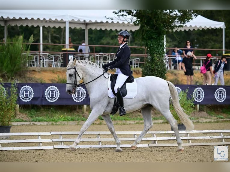 PRE Mix Castrone 11 Anni 168 cm Grigio in Angers