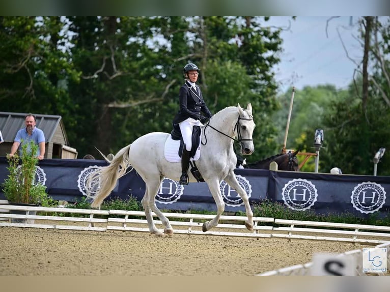 PRE Mix Castrone 11 Anni 168 cm Grigio in Angers