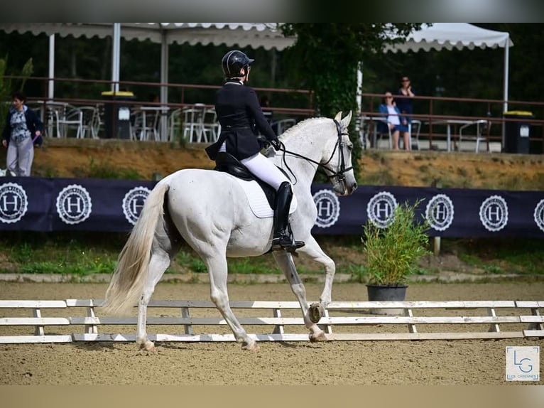 PRE Mix Castrone 11 Anni 168 cm Grigio in Angers
