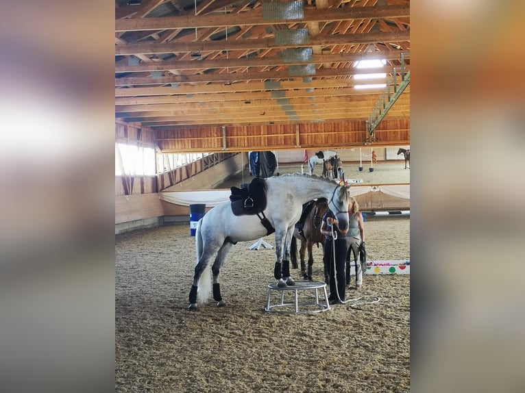 PRE Castrone 11 Anni 168 cm Grigio in Lonsee