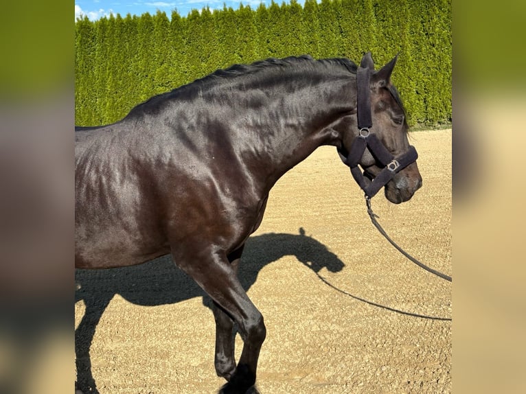 PRE Mix Castrone 11 Anni 170 cm Baio scuro in Kempten