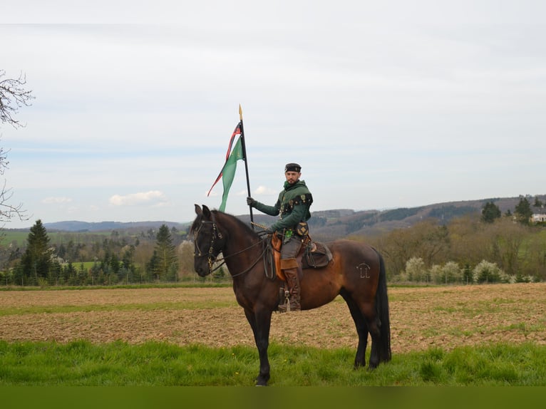 PRE Mix Castrone 11 Anni 171 cm Morello in Modautal