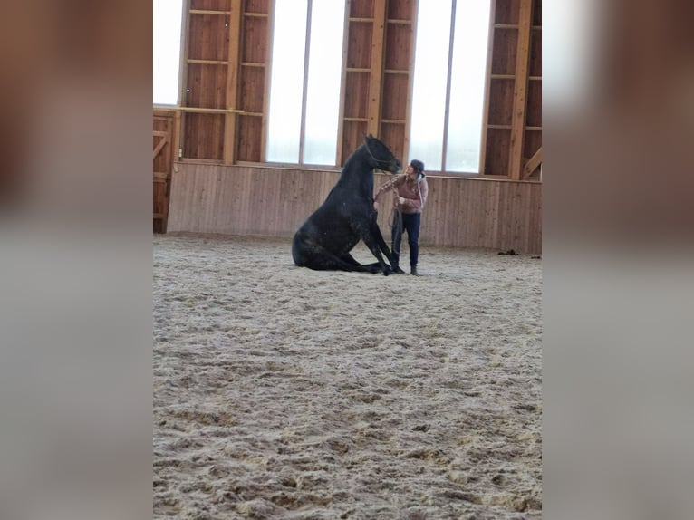 PRE Mix Castrone 12 Anni 155 cm Baio in Nussdorf