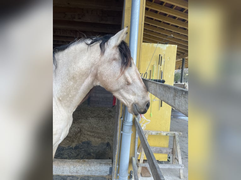 PRE Castrone 12 Anni 155 cm Falbo in Buchs ZH