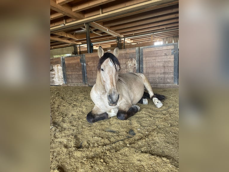 PRE Castrone 12 Anni 155 cm Falbo in Buchs ZH