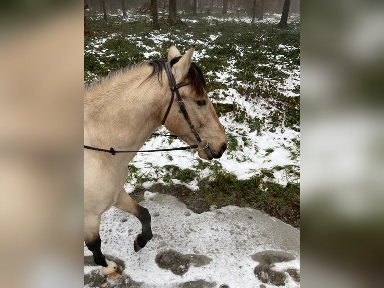 PRE Castrone 12 Anni 155 cm Falbo in Buchs ZH