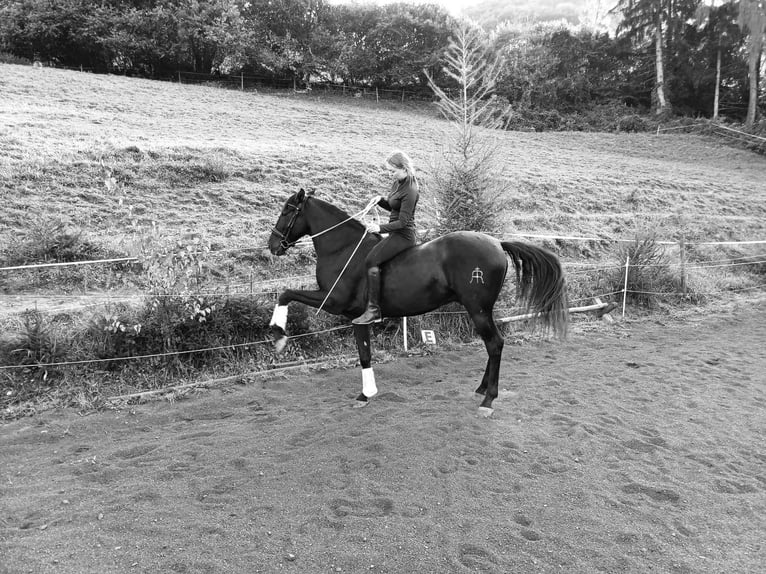 PRE Castrone 12 Anni 160 cm Morello in Trofaiach