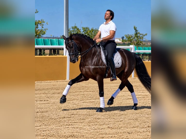PRE Mix Castrone 12 Anni 161 cm Morello in Sevilla
