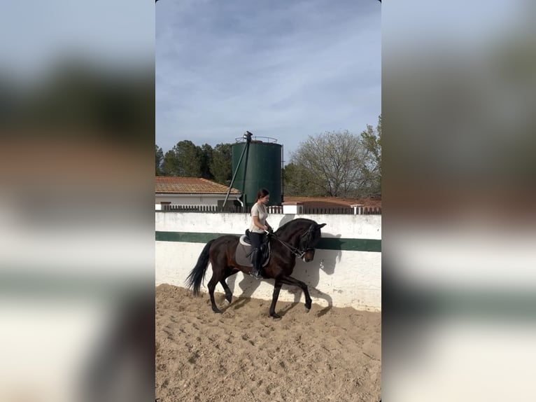PRE Mix Castrone 12 Anni 162 cm Baio scuro in Salinas