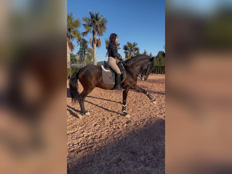 PRE Mix Castrone 12 Anni 162 cm Baio scuro in Salinas