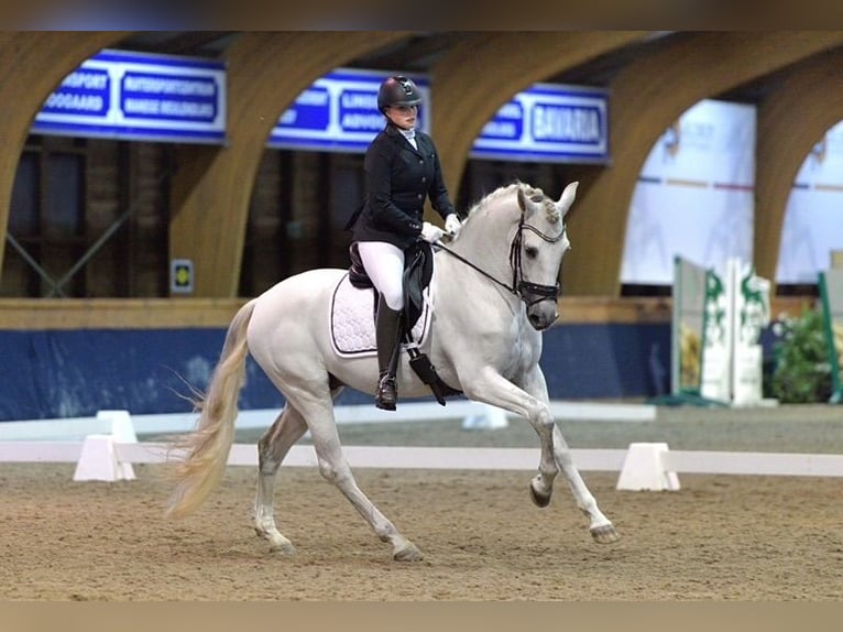 PRE Castrone 12 Anni 163 cm Grigio in Nuenen