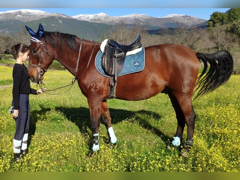 PRE Mix Castrone 12 Anni 165 cm Baio in Gavilanes