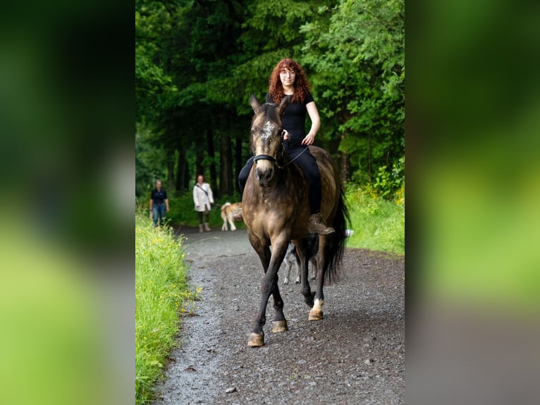 PRE Castrone 12 Anni 166 cm Baio in Wilnsdorf