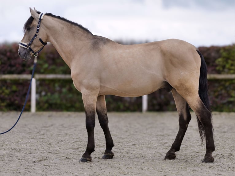 PRE Mix Castrone 12 Anni 168 cm Pelle di daino in Neustadt (Wied)