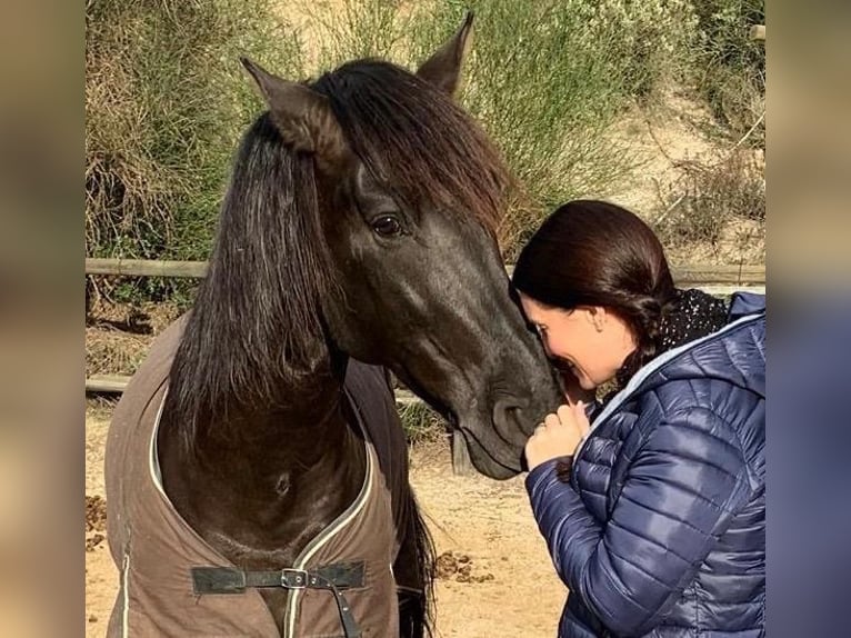 PRE Mix Castrone 12 Anni 169 cm Morello in Luzern