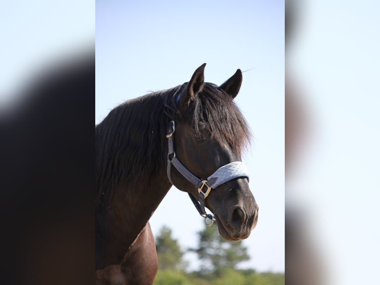 PRE Mix Castrone 12 Anni 170 cm Baio nero in Sommerhausen