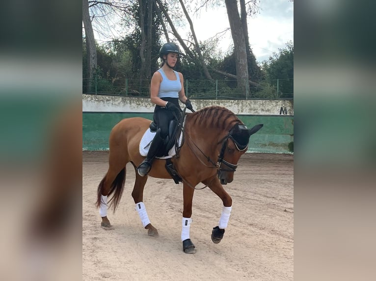 PRE Castrone 13 Anni 151 cm Sauro in Castelldefels
