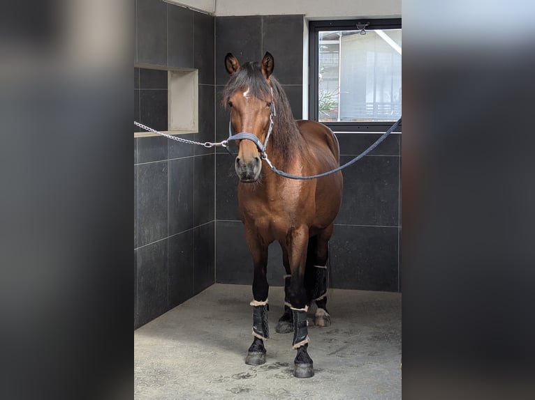 PRE Castrone 13 Anni 155 cm Baio in Valley