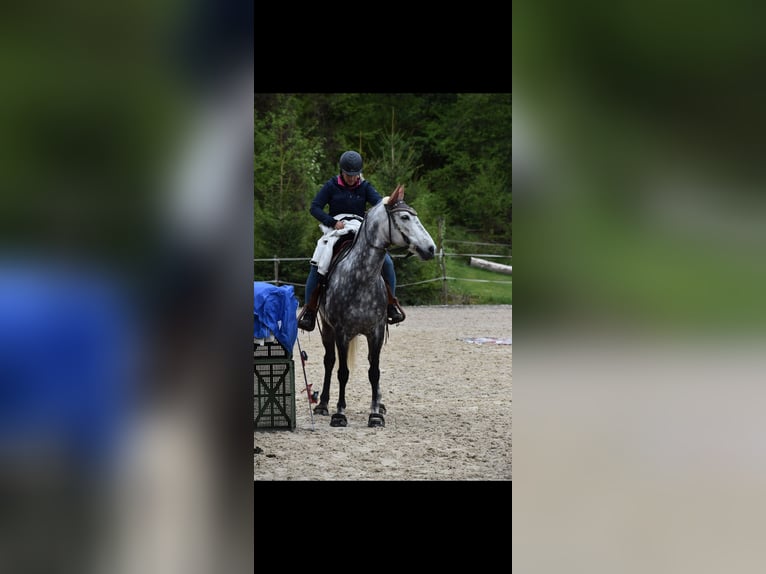 PRE Castrone 13 Anni 157 cm Grigio pezzato in Gümmenen