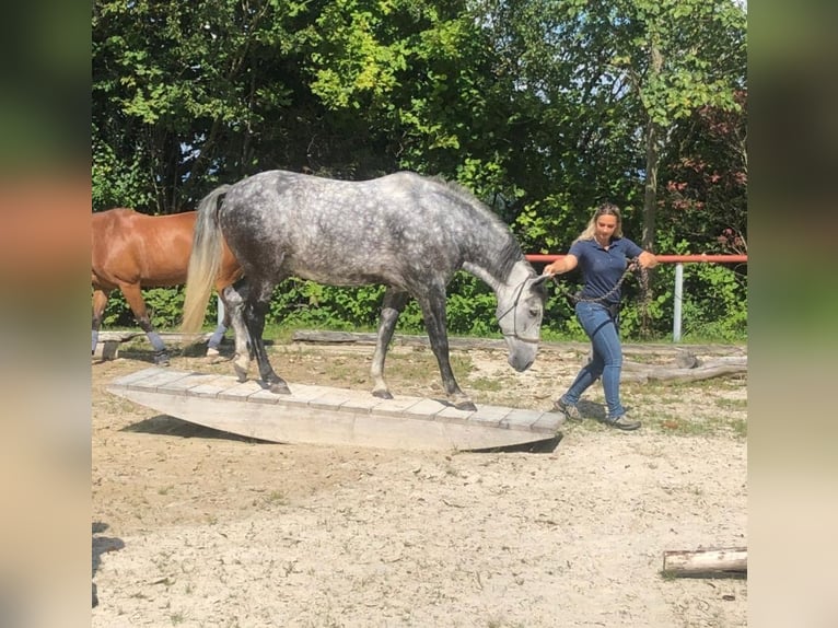 PRE Castrone 13 Anni 157 cm Grigio pezzato in Gümmenen