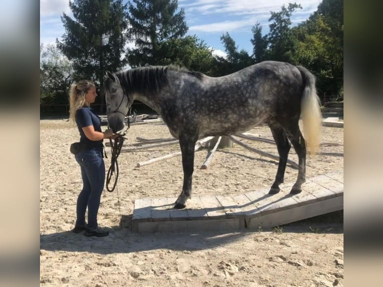 PRE Castrone 13 Anni 157 cm Grigio pezzato in Gümmenen