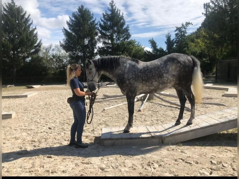 PRE Castrone 13 Anni 157 cm Grigio pezzato in Gümmenen