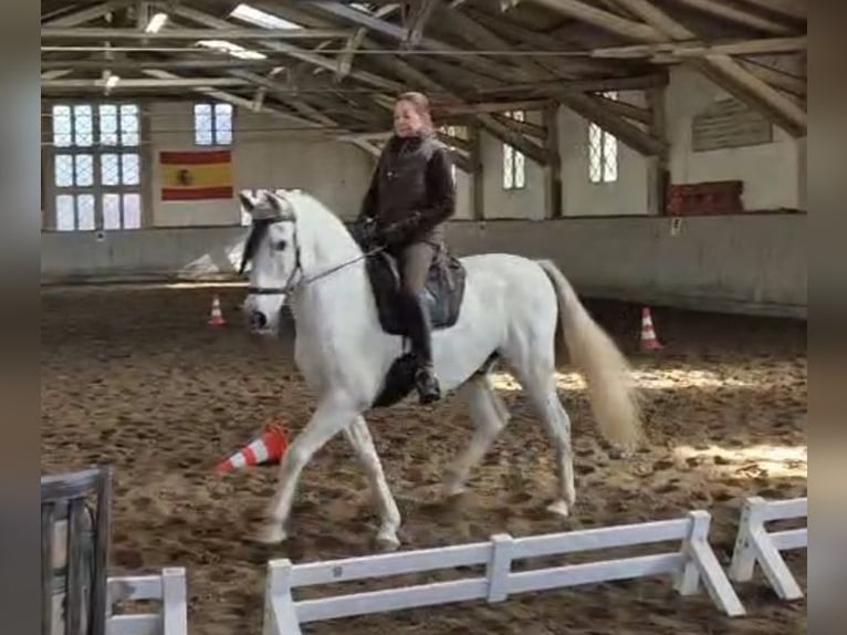 PRE Mix Castrone 13 Anni 160 cm Grigio in Stipsdorf