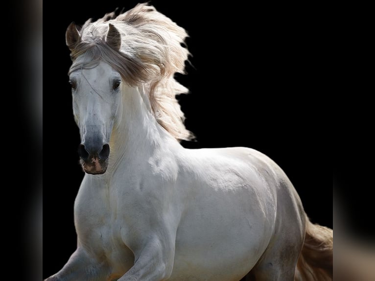 PRE Mix Castrone 13 Anni 160 cm Grigio in Stipsdorf