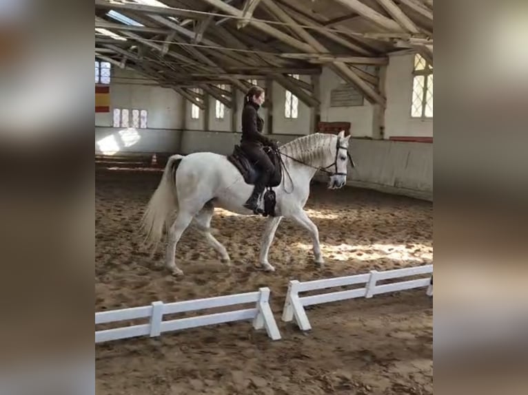 PRE Mix Castrone 13 Anni 160 cm Grigio in Stipsdorf