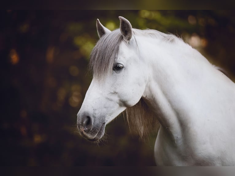 PRE Mix Castrone 13 Anni 160 cm Grigio in Stipsdorf