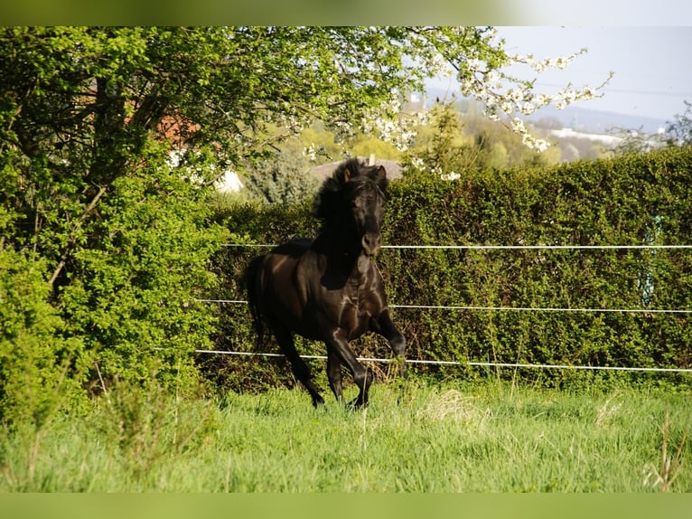 PRE Castrone 13 Anni 160 cm Morello in Klipphausen