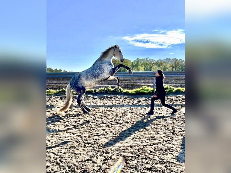 PRE Mix Castrone 13 Anni 161 cm Grigio in Walsrode