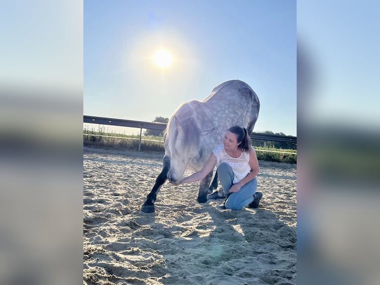 PRE Mix Castrone 13 Anni 161 cm Grigio in Walsrode
