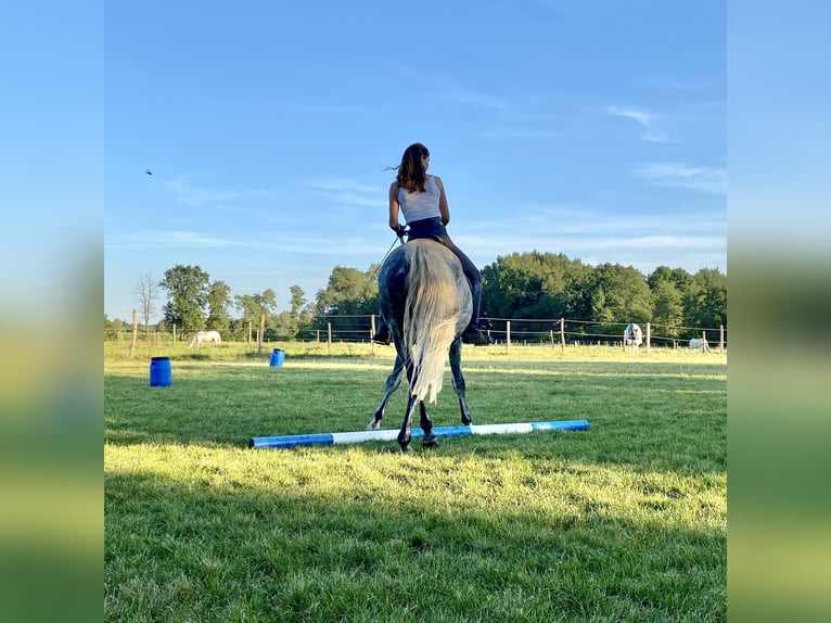 PRE Mix Castrone 13 Anni 161 cm Grigio in Walsrode