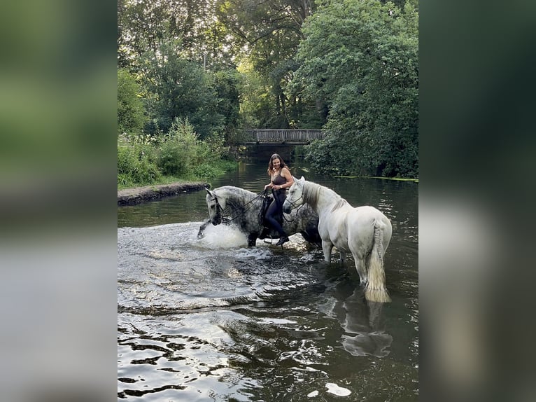PRE Mix Castrone 13 Anni 161 cm Grigio in Walsrode