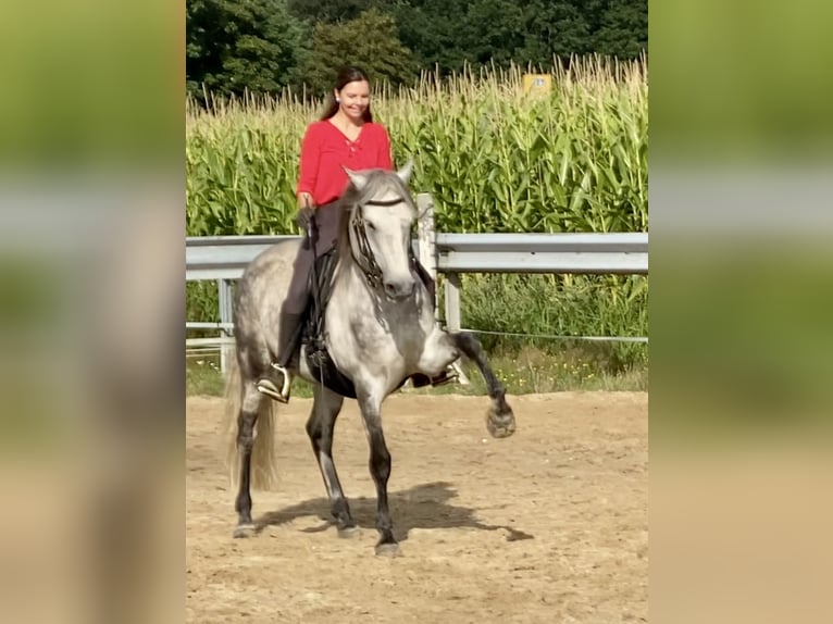 PRE Mix Castrone 13 Anni 161 cm Grigio in Walsrode