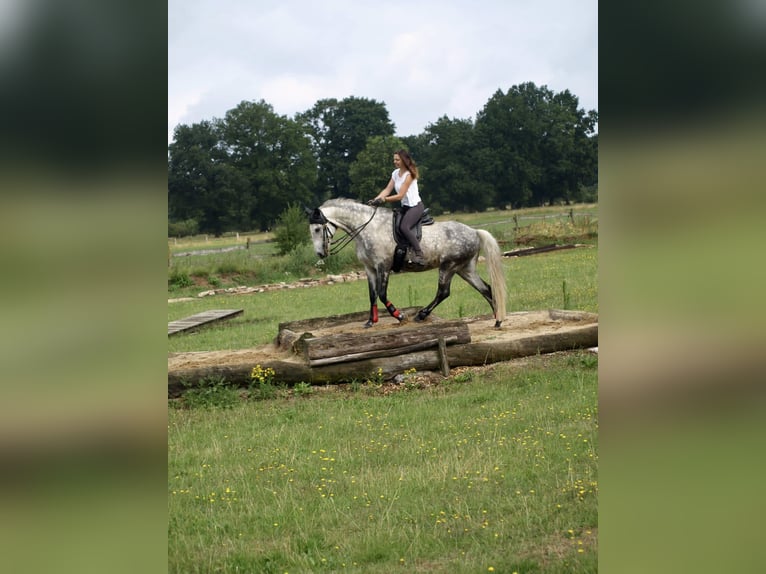 PRE Mix Castrone 13 Anni 161 cm Grigio in Walsrode