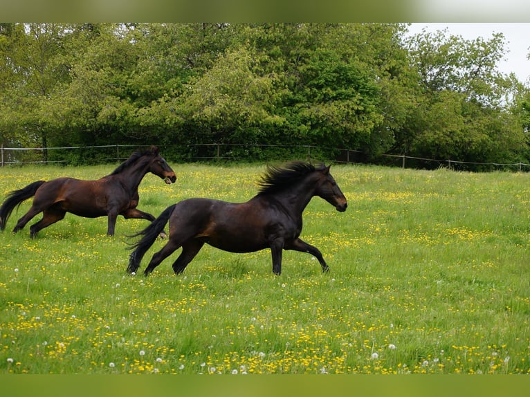 PRE Castrone 13 Anni 162 cm Baio scuro in Darmstadt