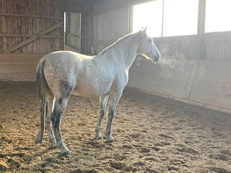 PRE Mix Castrone 13 Anni 163 cm Grigio trotinato in Moorenweis