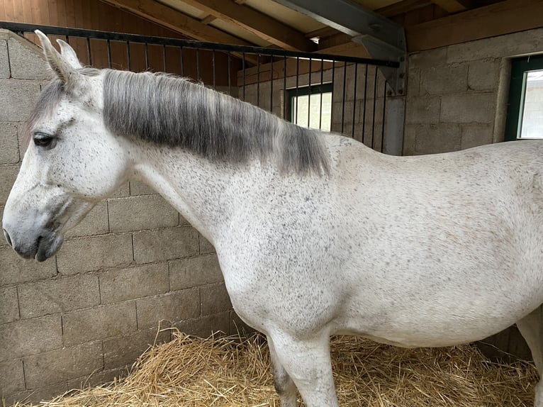 PRE Castrone 13 Anni 164 cm Grigio in Moggio Di Sopra