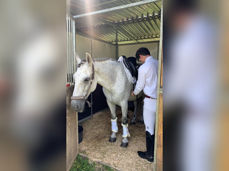 PRE Castrone 13 Anni 164 cm Grigio in Moggio Di Sopra