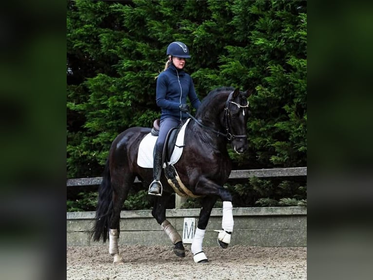 PRE Mix Castrone 13 Anni 164 cm Morello in Herenthout