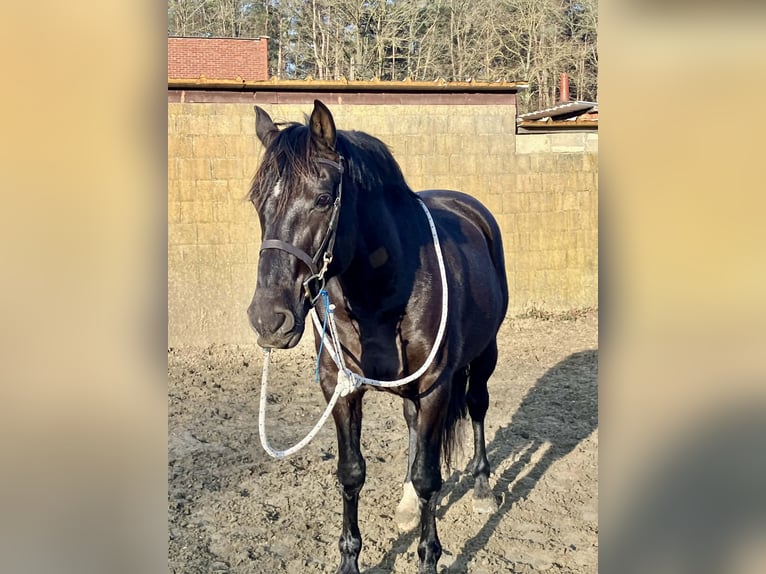 PRE Mix Castrone 13 Anni 164 cm Morello in Herenthout