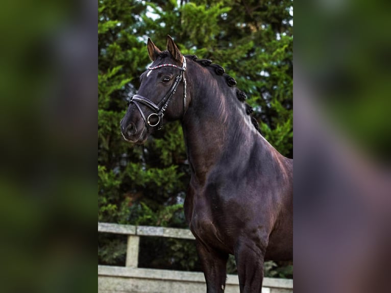 PRE Mix Castrone 13 Anni 164 cm Morello in Herenthout