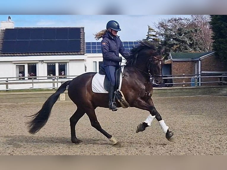 PRE Mix Castrone 13 Anni 164 cm Morello in Herenthout