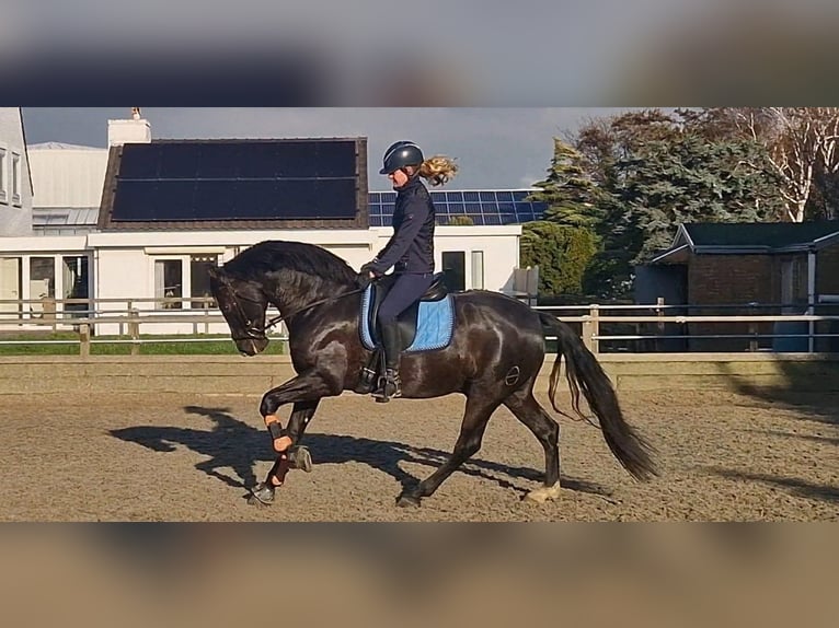 PRE Mix Castrone 13 Anni 164 cm Morello in Herenthout