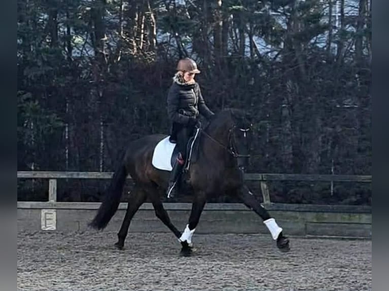 PRE Mix Castrone 13 Anni 164 cm Morello in Herenthout