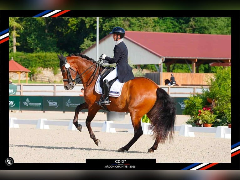 PRE Mix Castrone 13 Anni 165 cm Baio in Les Echelles