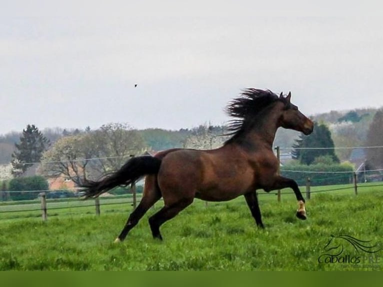 PRE Mix Castrone 13 Anni 166 cm Baio in Nettetal